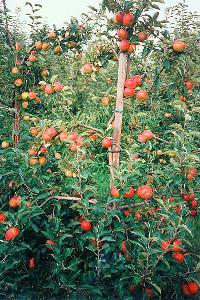 Bild 7752