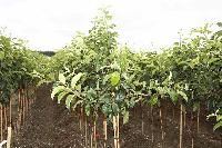 Bild 8519