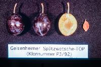 Bild 8598