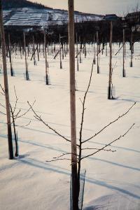Bild 8612