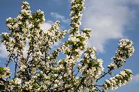 Bild 10676