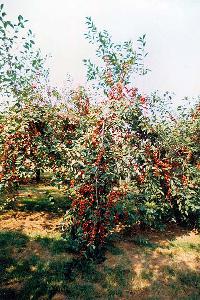 Bild 11026
