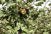 Bild 11081