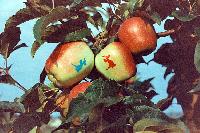 Bild 11843