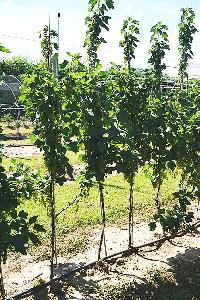 Bild 12216