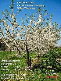 Bild 13164