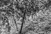 Bild 13578