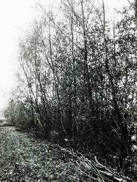 Bild 14631